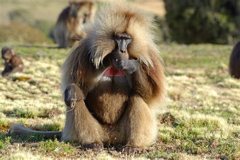  Gelada Maymunları: Yüksek Dağlarda Yaşayan Sessiz ve Şaşırtıcı İkizlerin Gizemi!