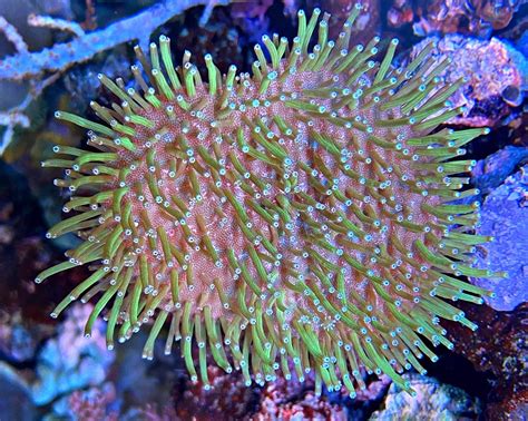  Sarcophyton! A Majestic Polyp Colony That Exhibits Both Stunning Symbiosis and Voracious Predation