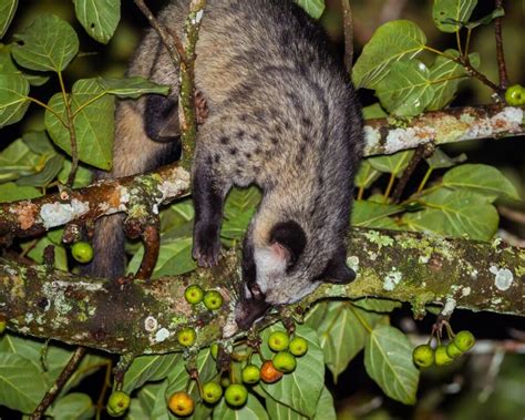  Civet Kedisi: Yemyeşil Ormanların Gizemli Güzelliği ve Şaşırtıcı Kokusuyla Tanınan Küçük Bir Memeli!