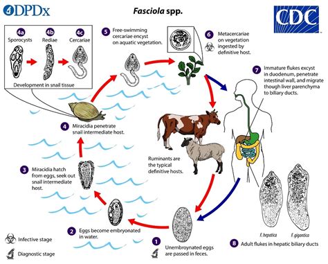  Fasciola Hepatica: Küçük Bir Solucan Büyülü Bir Dünya Oluşturur!