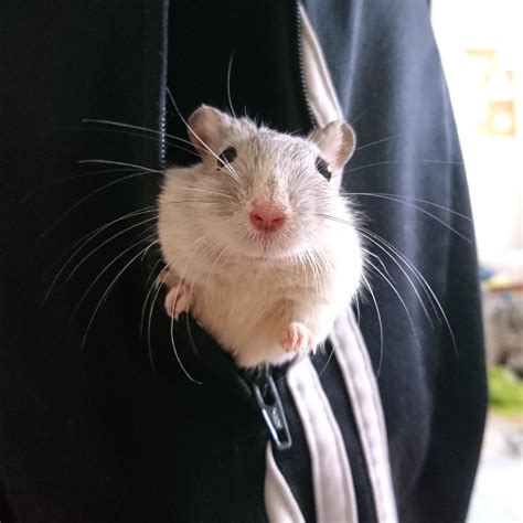  Gerbil! Yeraltında Sıçrayan Ve İnanılmaz Derecede Sosyal Olan Küçük Bir Memeli